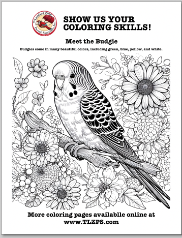 Budgie Coloring Page for Kids