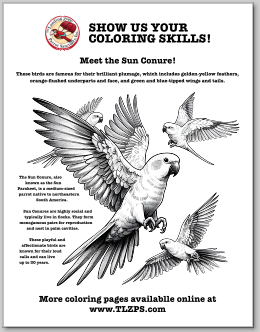 Sun Conure Coloring Page for Kids