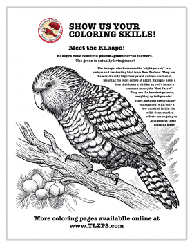 Kakapo Coloring Page for Kids