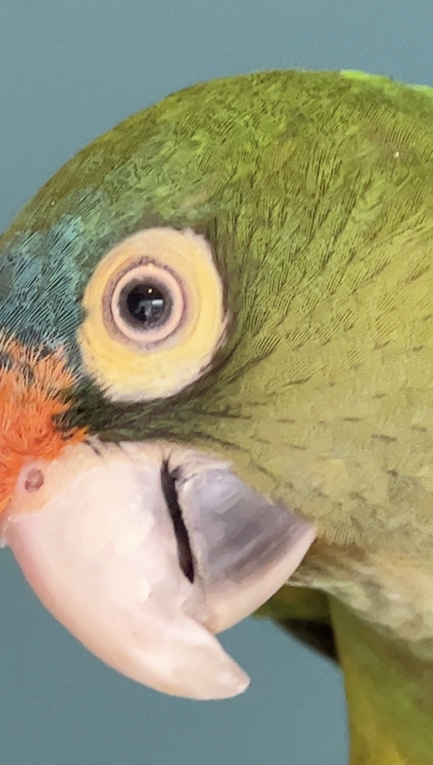 Parrot photo