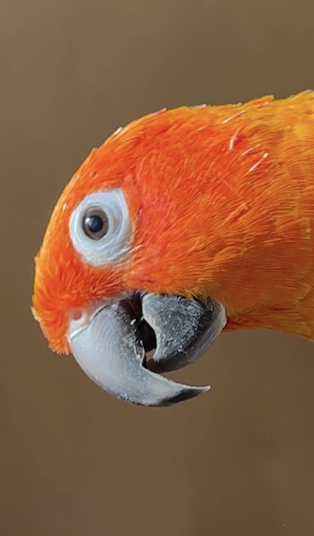 Parrot photo