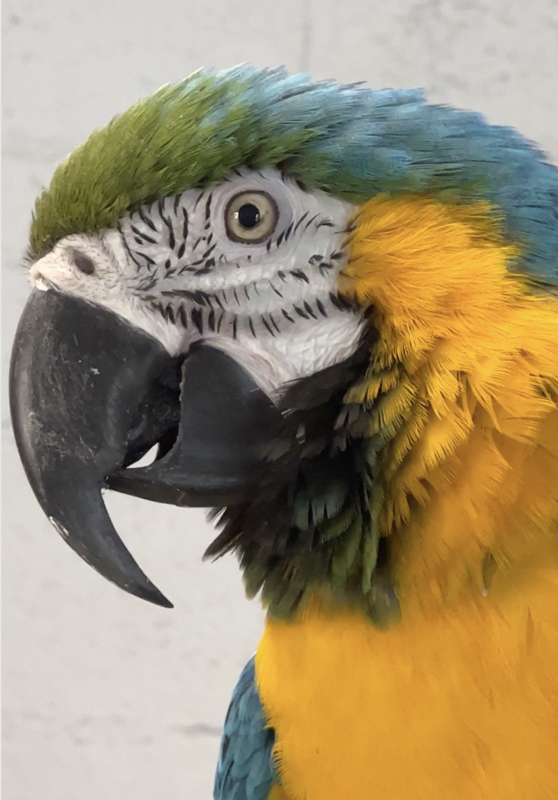 Parrot photo