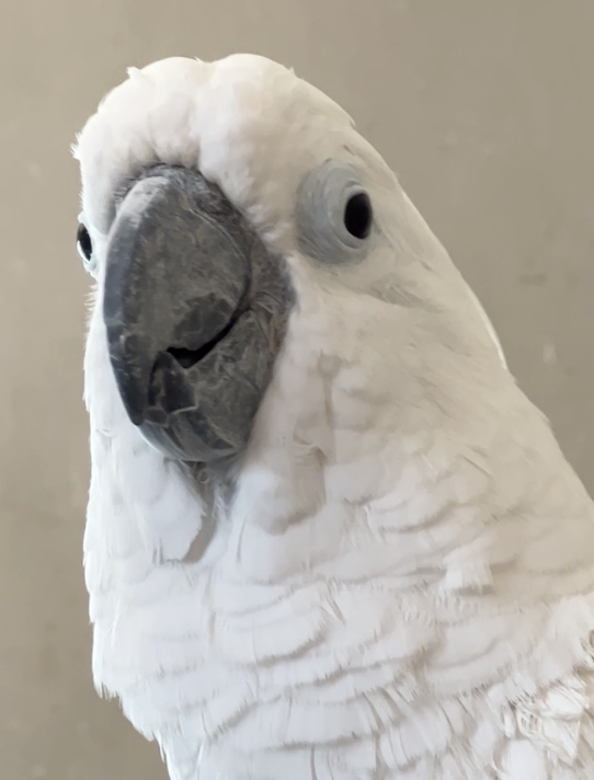 Parrot photo