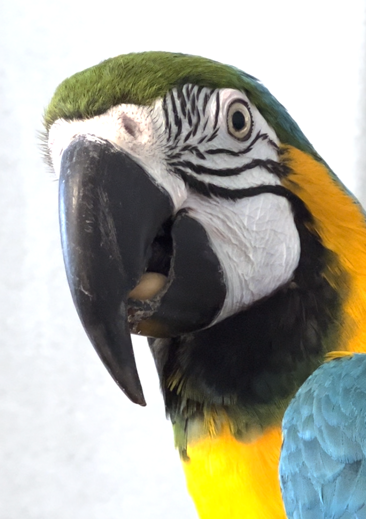 Parrot photo