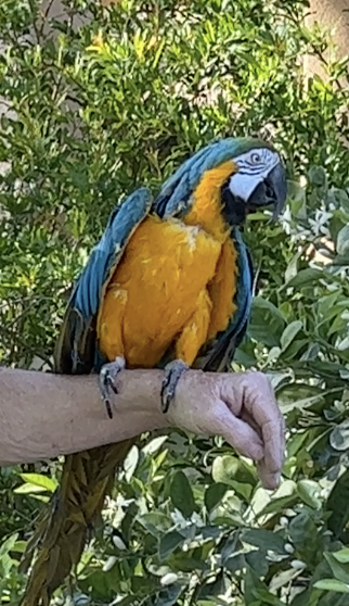 Parrot photo