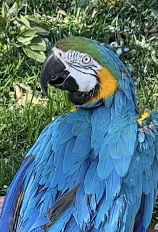 Parrot photo