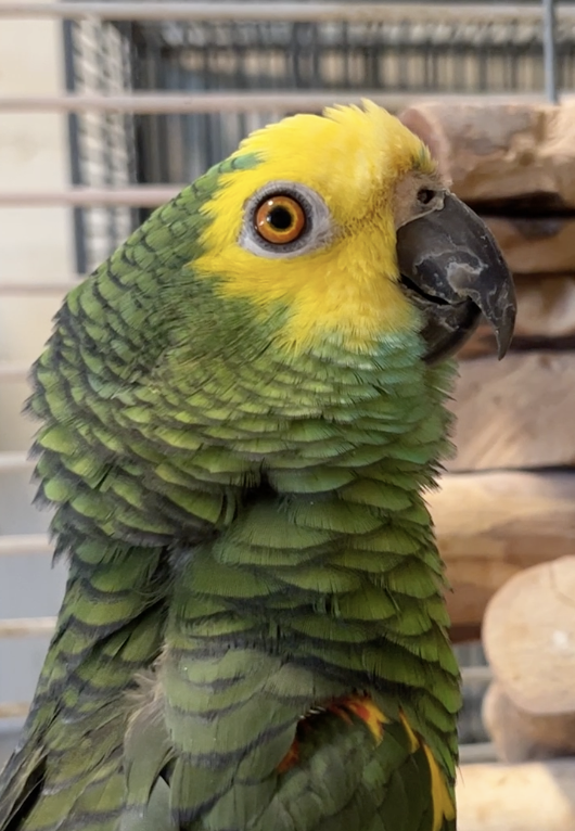 Parrot photo