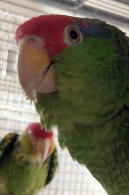 Parrot photo