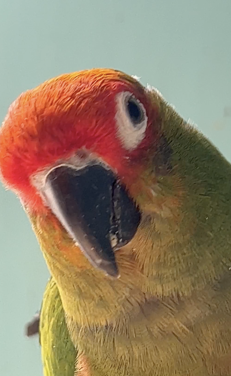 Parrot photo