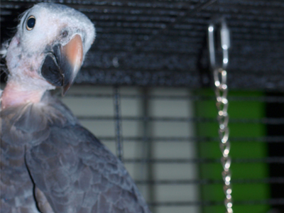 Homey the Timneh African Grey