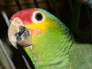 Tico the Yellow cheeked Amazon