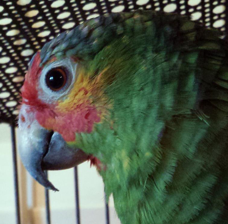 Pedeico the Yellow-cheeked Amazon