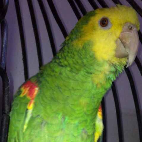 Emily the Yellow Headed Amazon