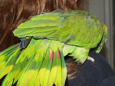 Cricket the Yellow Naped Amazon