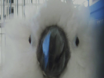 Ella the Umbrella Cockatoo