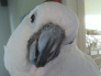 Popcorn the Umbrella Cockatoo