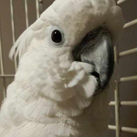 Sydney the Umbrella Cockatoo
