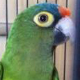 Copernicus the Orange Fronted Conure