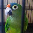 Ptolemy the Orange Fronted Conure