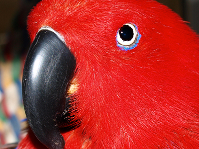 Bella the Eclectus