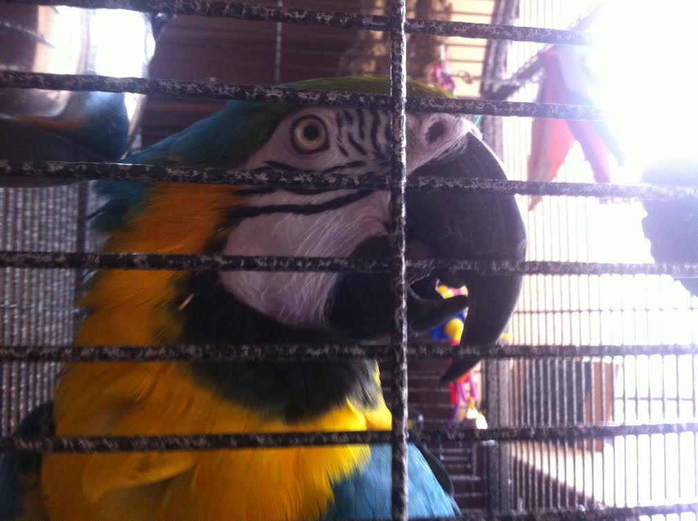 Chicken the Blue & Gold Macaw