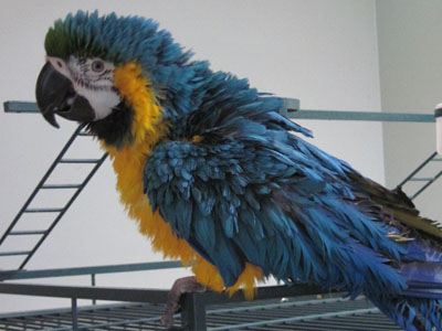 Maraca - Blue & Gold Macaw | The Landing Zone Parrot Sanctuary, Inc.