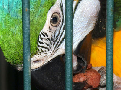 Maraca the Blue & Gold Macaw