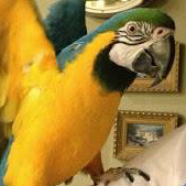 Opie the Blue & Gold Macaw